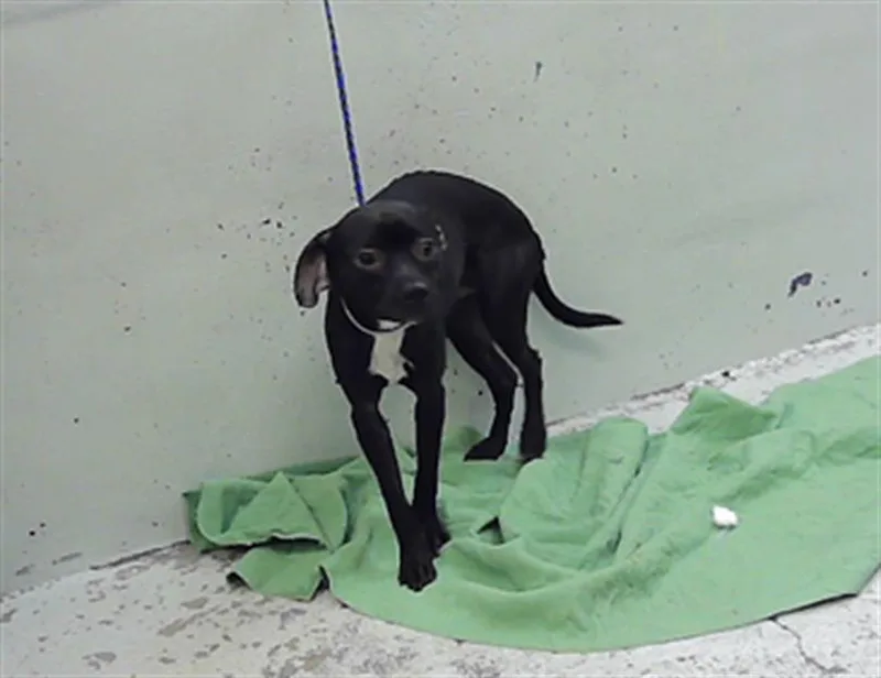 A young small-sized male Chihuahua dog named Tito for adoption in Houston, TX