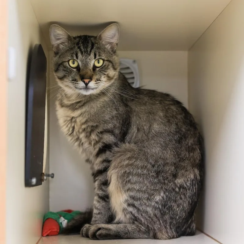 An adult small-sized male Brown / Chocolate Domestic Short Hair cat named Ernie for adoption in Los Angeles, CA