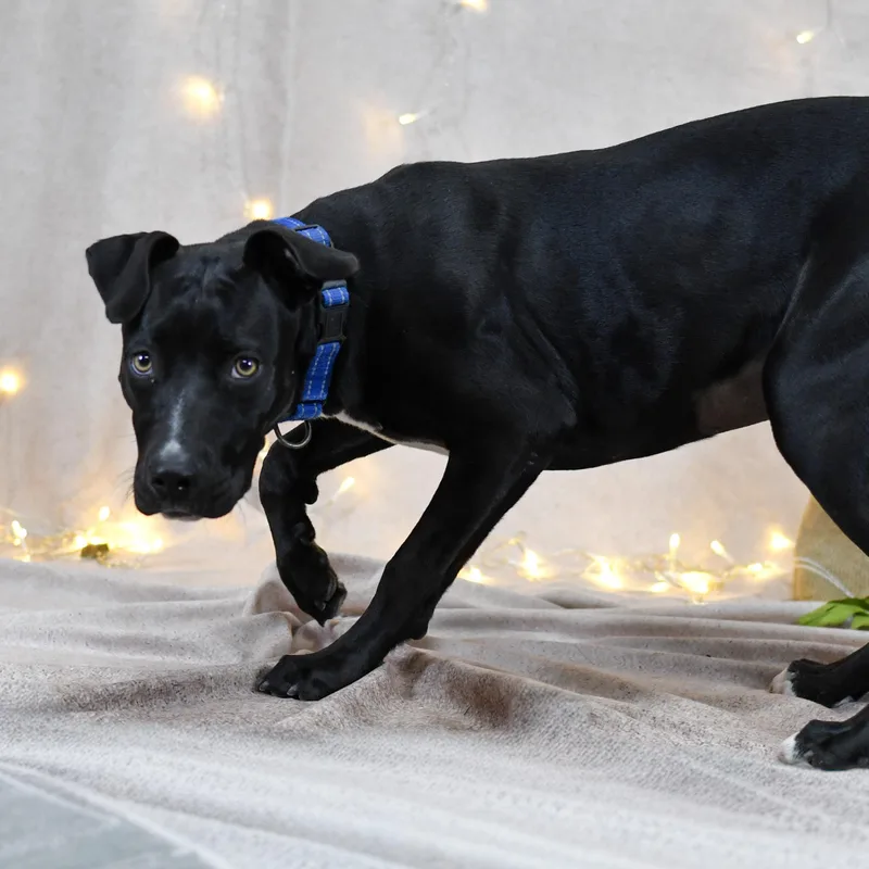 An adult medium-sized female Black Labrador Retriever dog named Yasmeen for adoption in Defuniak Springs, FL