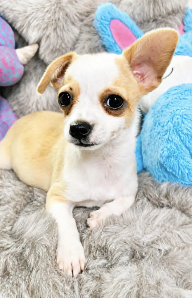 A baby small-sized female Chihuahua dog named Joyful for adoption in Allen, TX