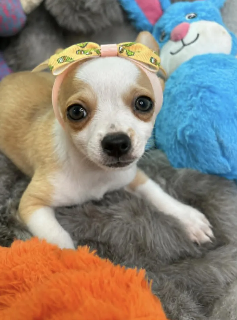 Joyful thumbnail 2