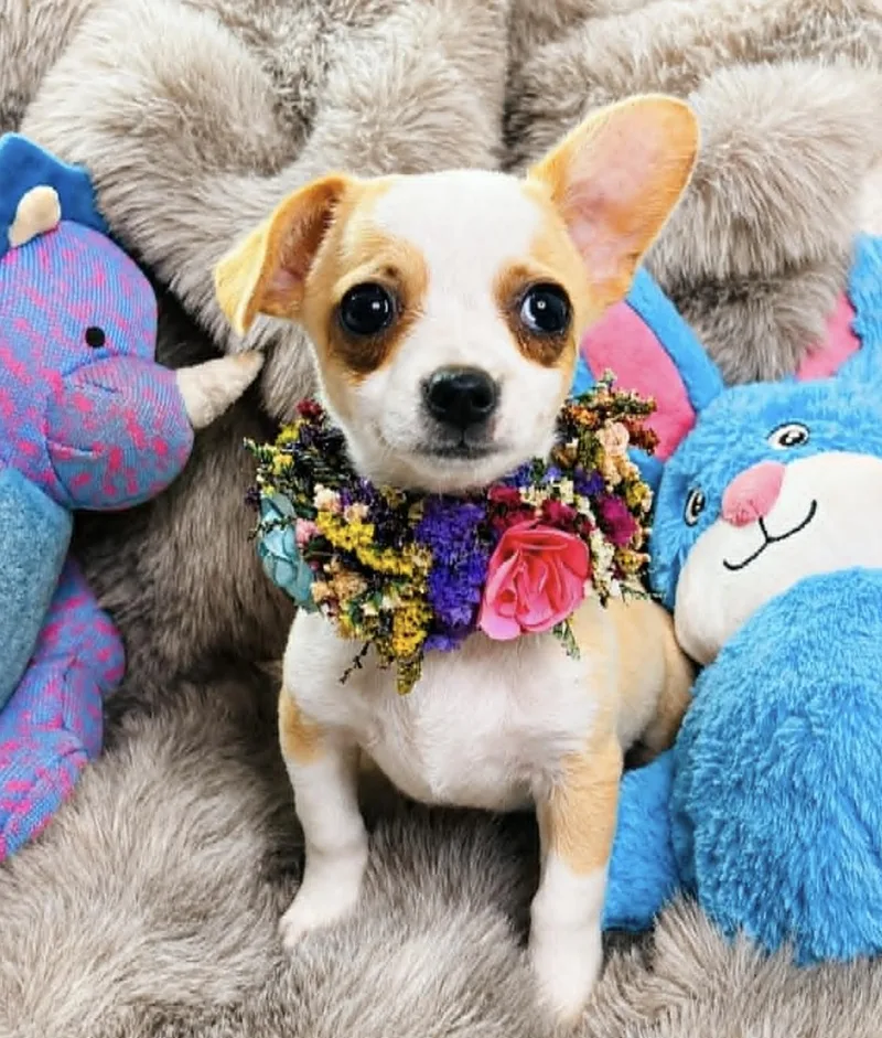 Joyful thumbnail 4