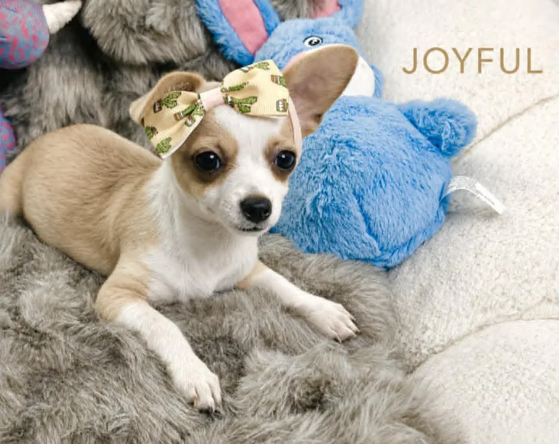 Joyful thumbnail 5
