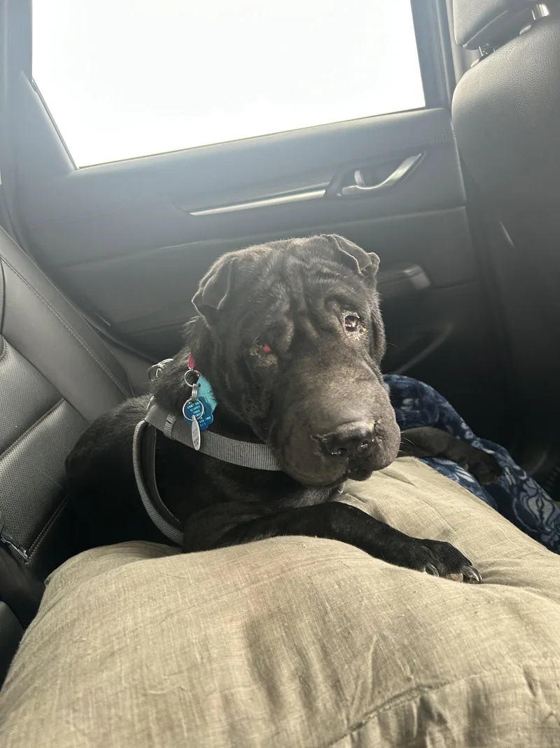 An adult medium-sized male Shar-Pei dog named Oso for adoption in Lake Forest, CA