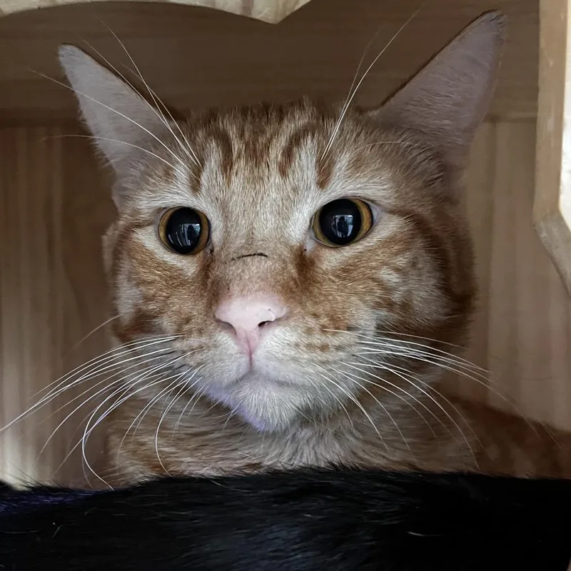 An adult medium-sized male Orange / Red Domestic Short Hair cat named Paulie for adoption in Yucca Valley, CA