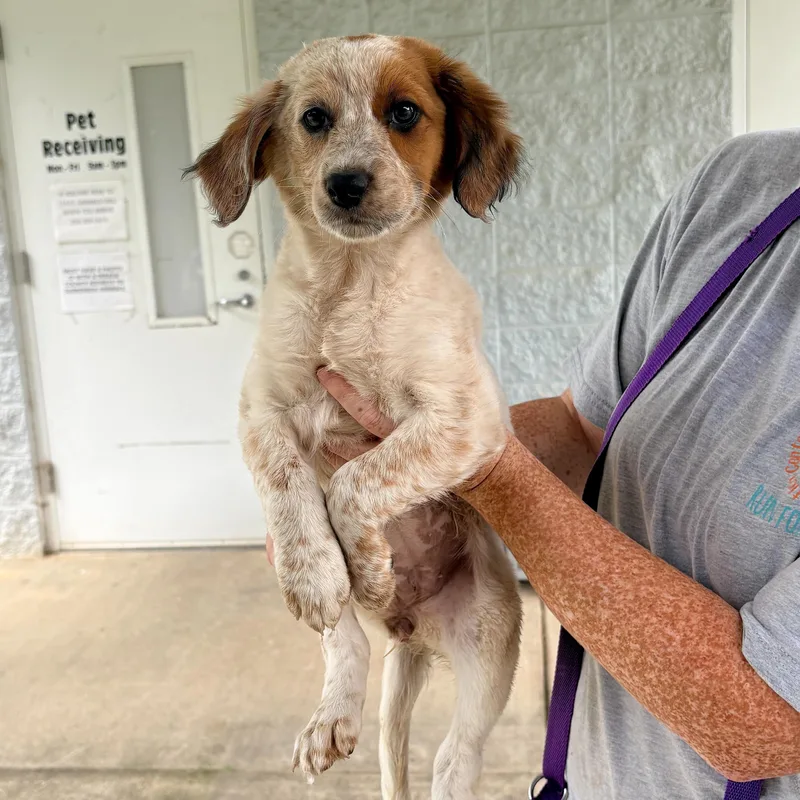 A baby medium-sized female Spaniel dog named Paisley for adoption in Chicago, IL