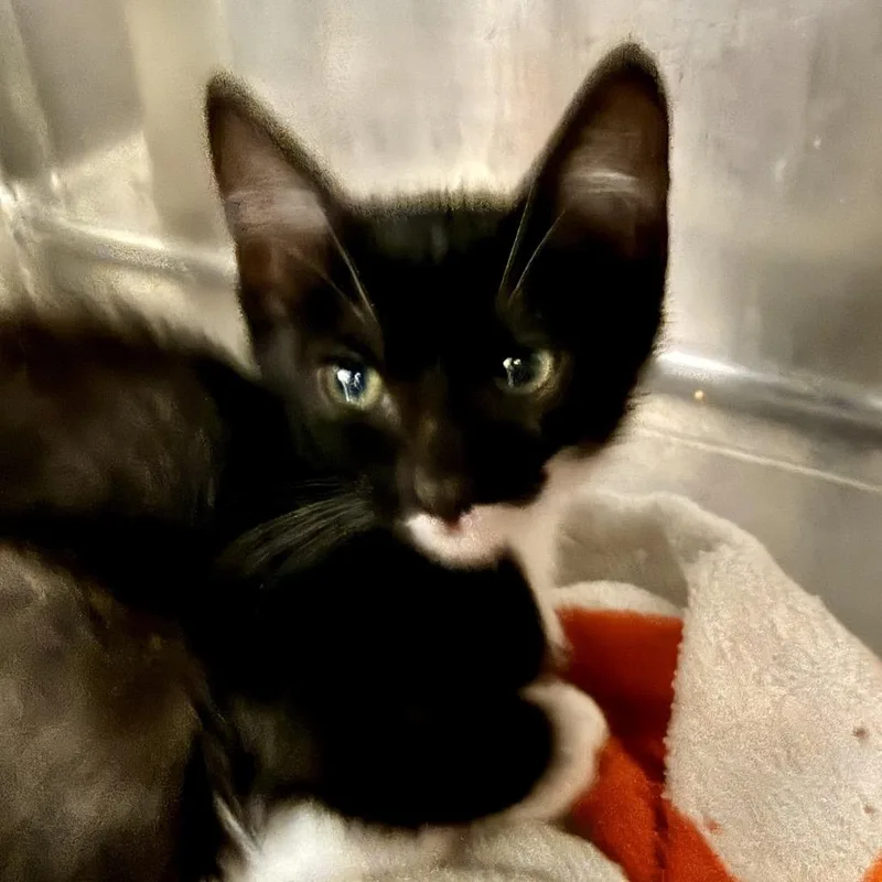 A baby small-sized female Black Domestic Short Hair cat named Cora for adoption in Palm Springs, CA