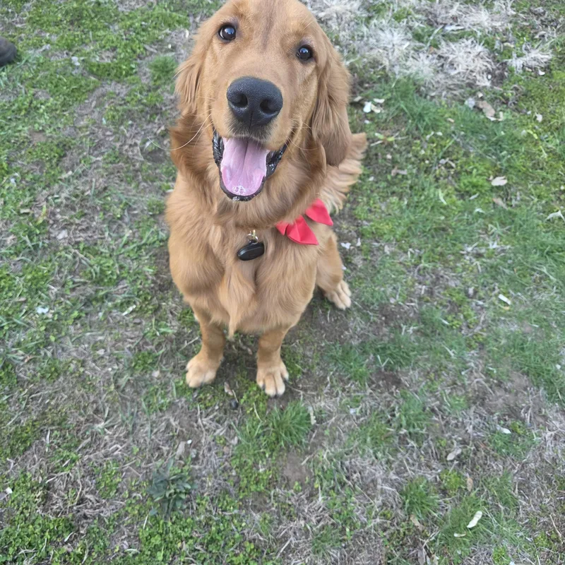 A young large-sized male Merle (Red) Golden Retriever dog named Braco for adoption in Southington, CT