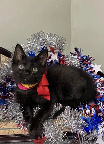 A baby medium-sized female Domestic Short Hair cat named Winsome for adoption in Picayune, MS