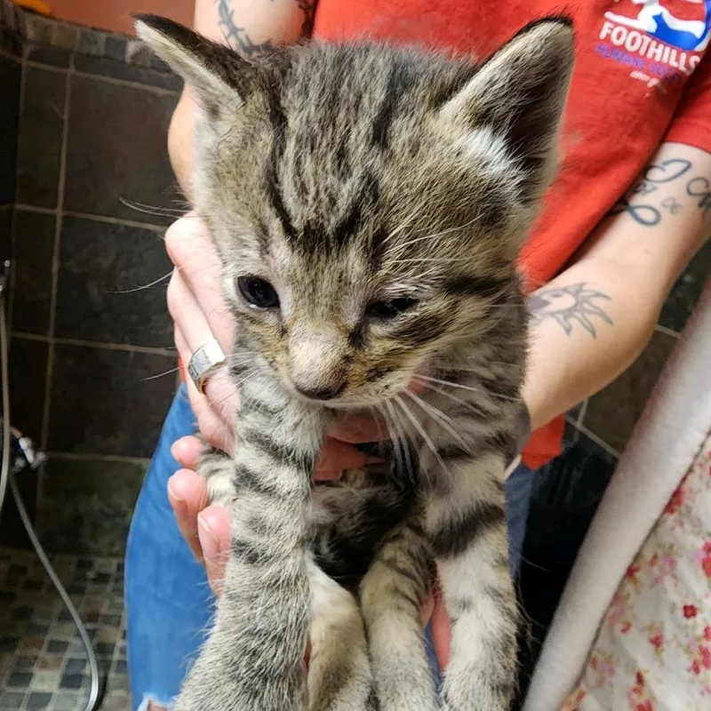A baby small-sized male Brown / Chocolate Domestic Short Hair cat named Roo for adoption in Columbus, NC
