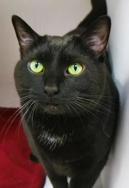 An adult medium-sized female Domestic Short Hair cat named Envy for adoption in Fishers, IN