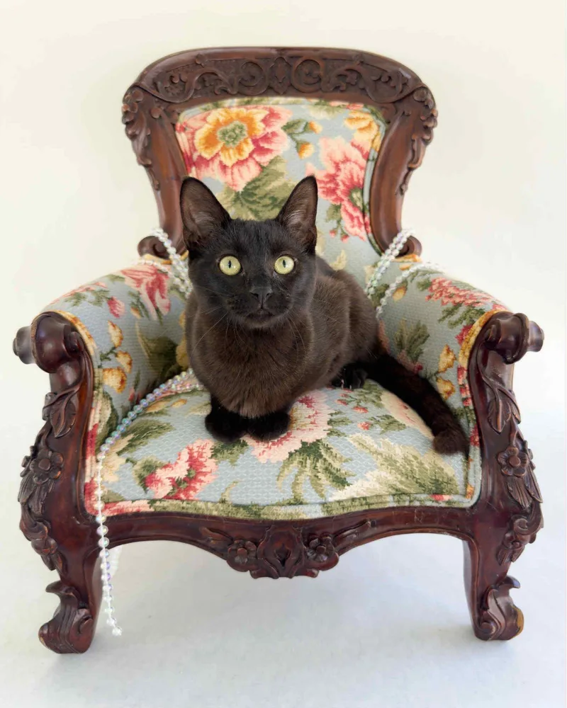 Judge Judy thumbnail 2