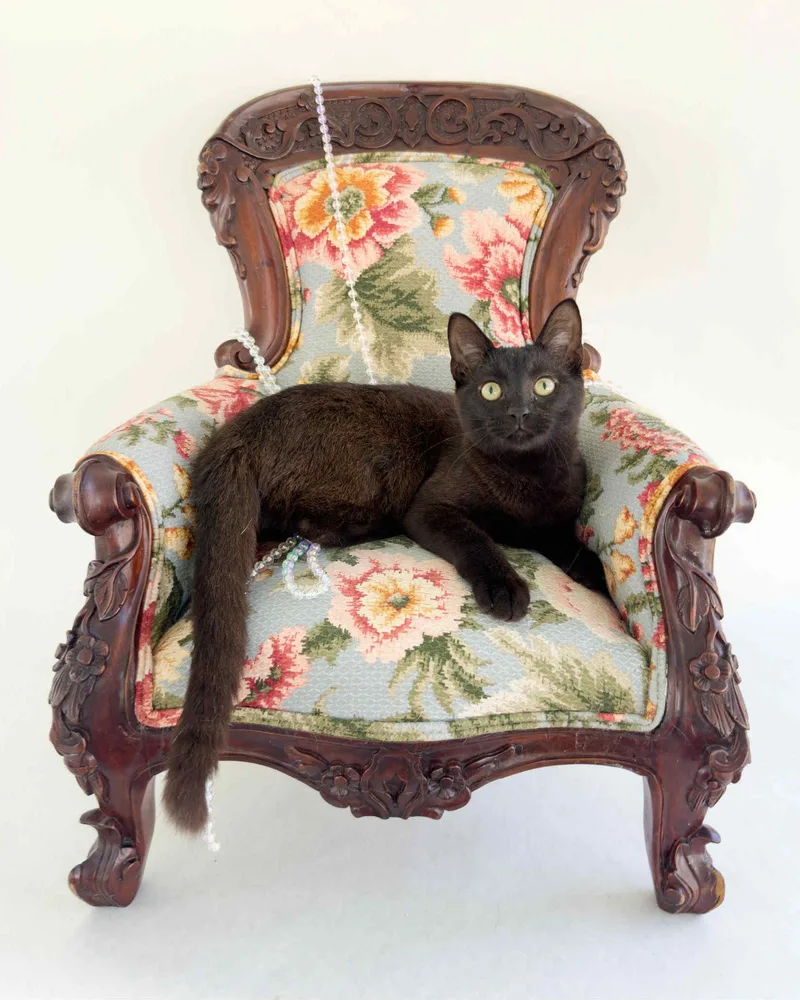 Judge Judy thumbnail 3