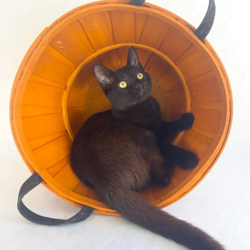 Judge Judy thumbnail 4