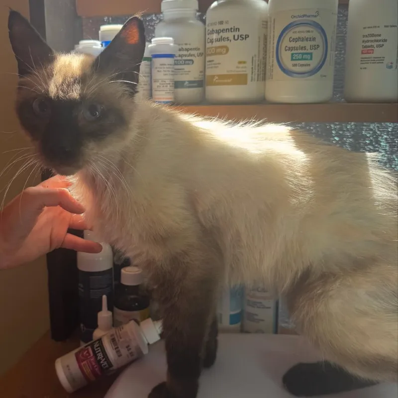 A senior medium-sized female Buff / Tan / Fawn Siamese cat named Granny for adoption in Corinth, MS