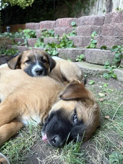 A baby medium-sized female Shepherd dog named Luella for adoption in Salt Lake City, UT