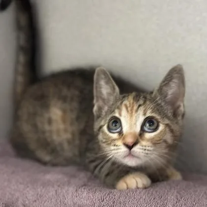 A baby small-sized female Torbie cat named Freya for adoption in Red Bluff, CA