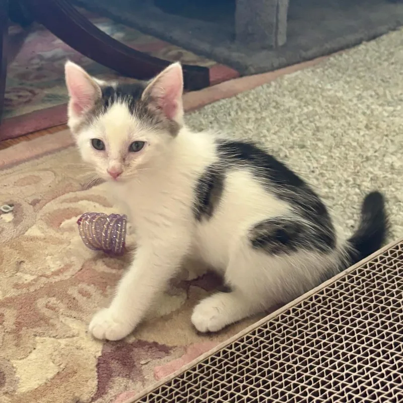 A baby small-sized male White Domestic Short Hair cat named Orpheus for adoption in Baltimore, MD