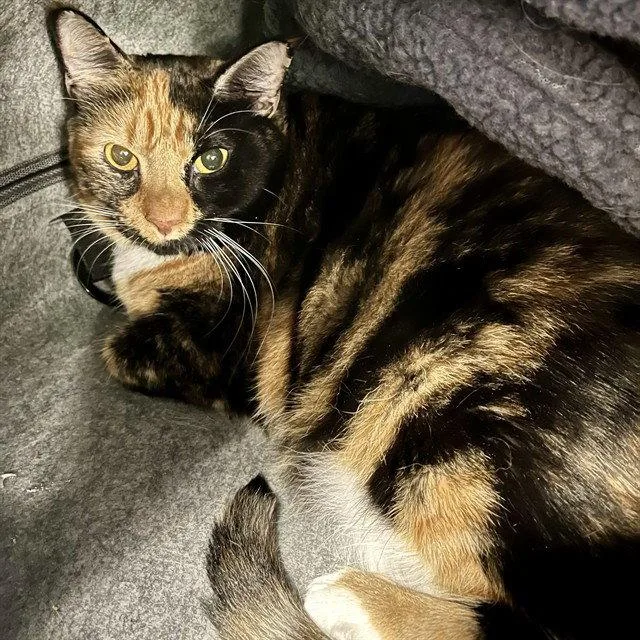 An adult small-sized female Domestic Short Hair cat named Sahmee for adoption in Tavares, FL