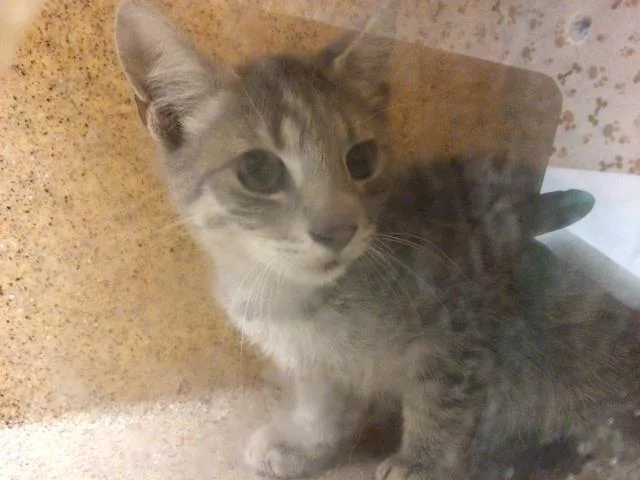 A baby small-sized male Domestic Short Hair cat named Plankton for adoption in Riverside, CA