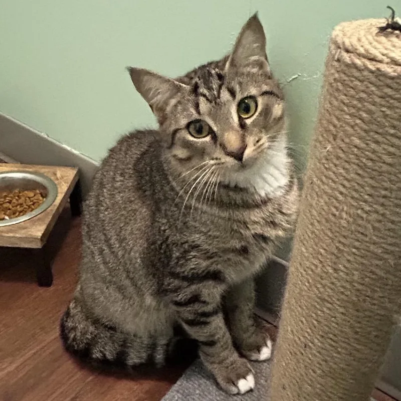 Chopstick thumbnail 2