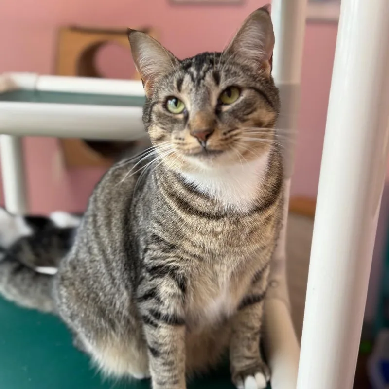 Chopstick thumbnail 3