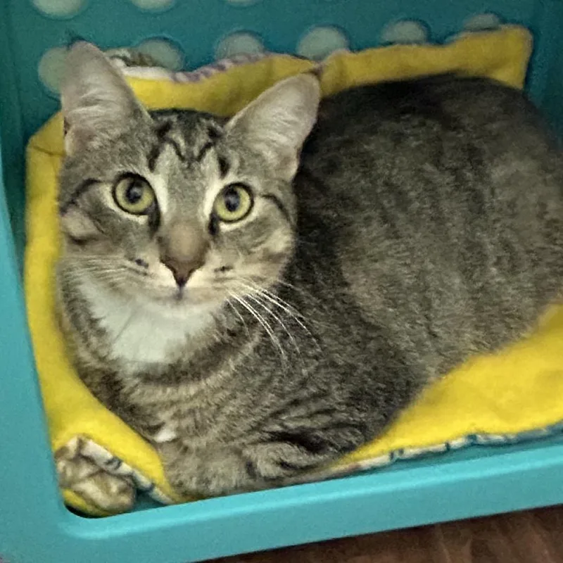 Chopstick thumbnail 4