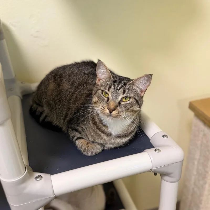 Chopstick thumbnail 5