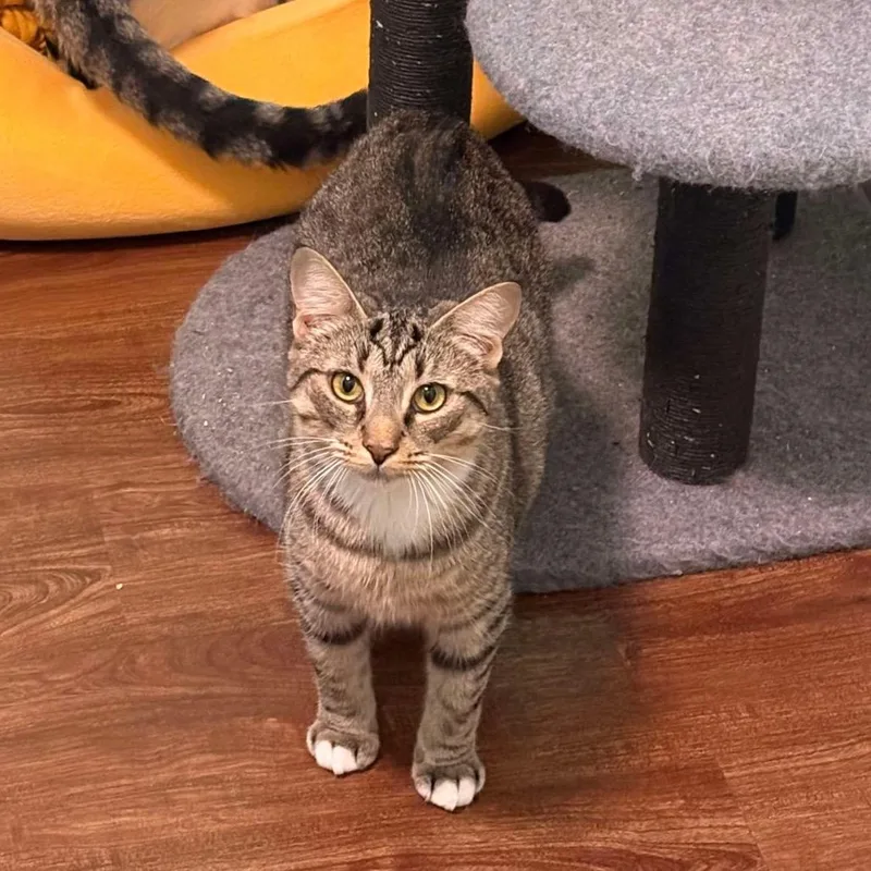 Chopstick thumbnail 6