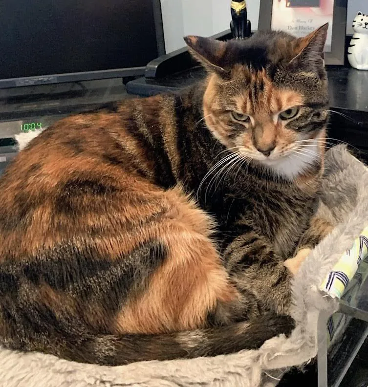 An adult extra large-sized female Domestic Short Hair cat named Sweet Pea for adoption in Albemarle, NC