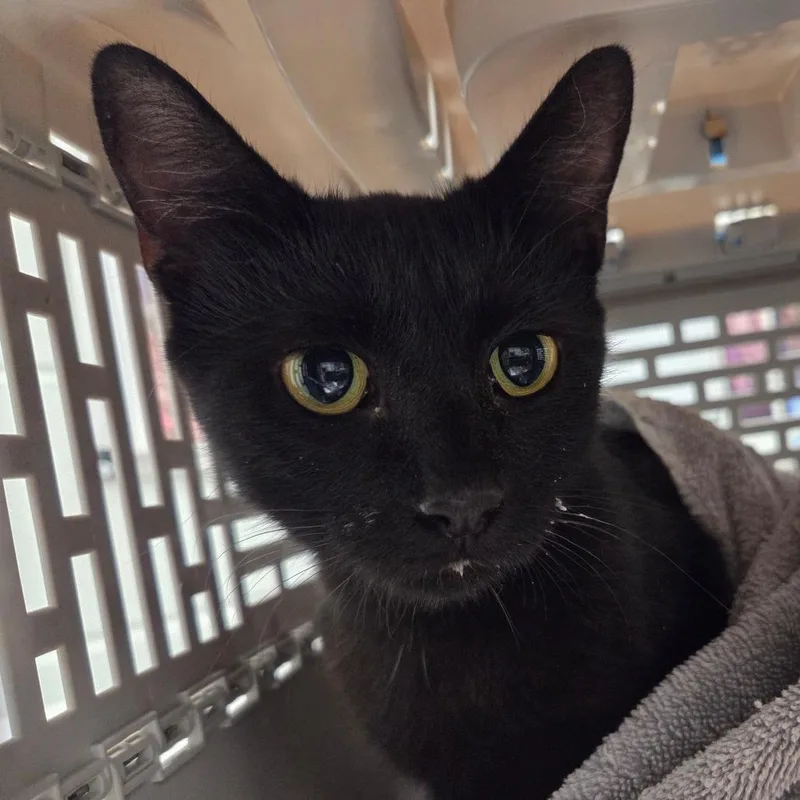 A young medium-sized female Black Domestic Short Hair cat named Apricot for adoption in Chattanooga, TN