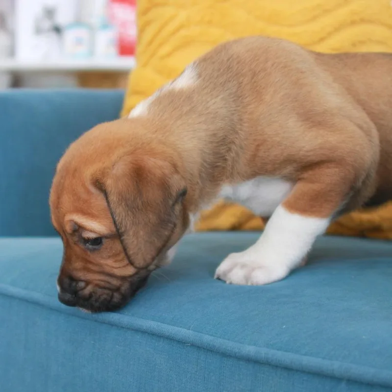A baby medium-sized female Terrier dog named Luna for adoption in Chapel Hill, NC