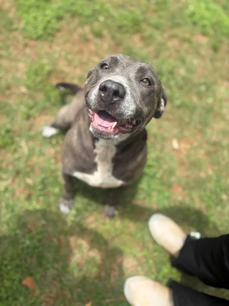 An adult large-sized female Gray / Blue / Silver Mixed Breed dog named Laney for adoption in Summerdale, AL