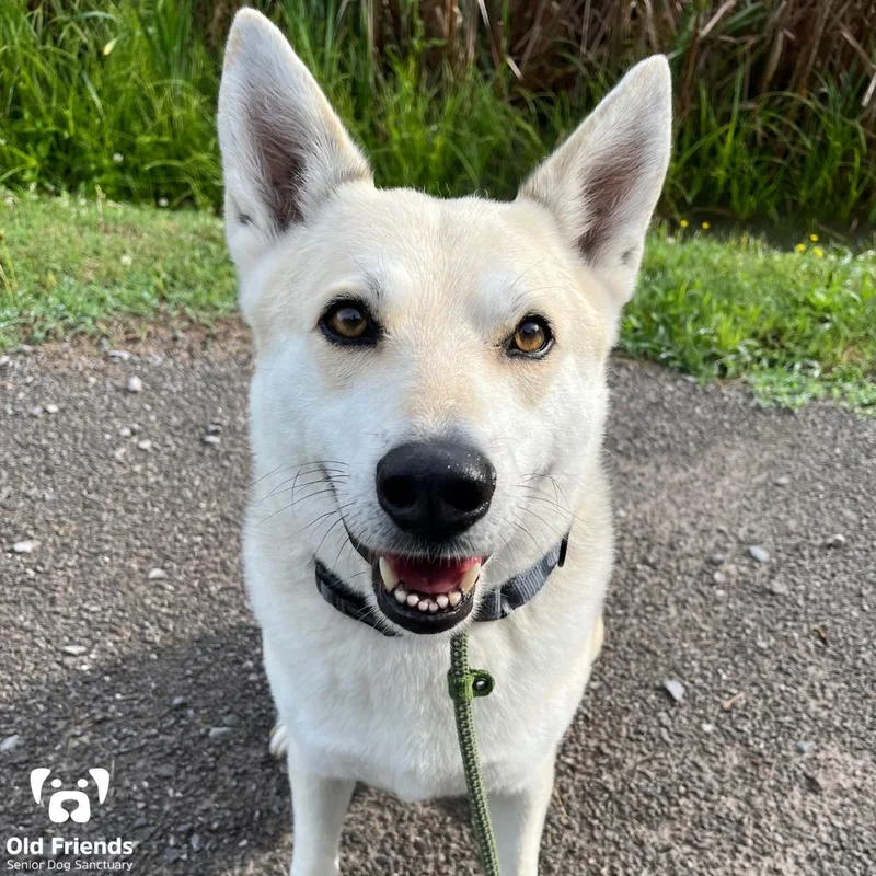 A senior large-sized male Yellow / Tan / Blond / Fawn Husky dog named Shadow for adoption in Mount Juliet, TN