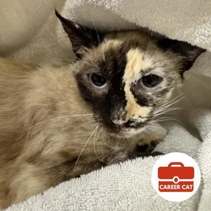 An adult small-sized female Siamese cat named Half Moon for adoption in Roseville, CA