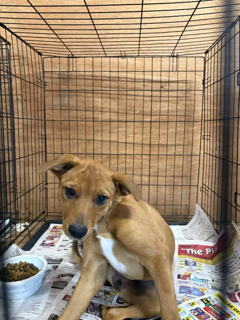 A baby small-sized female Labrador Retriever dog named Sunny for adoption in Lawrenceburg, TN