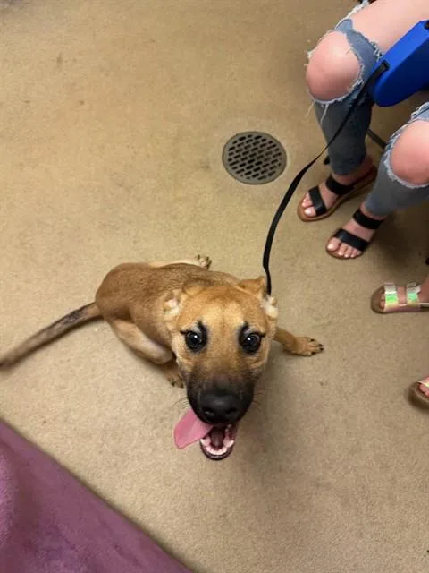 A young small-sized male German Shepherd Dog dog named Tucker for adoption in Fort Wayne, IN