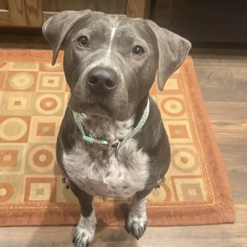 An adult large-sized female Gray / Blue / Silver Pit Bull Terrier dog named Dotty D for adoption in Princeton, MN