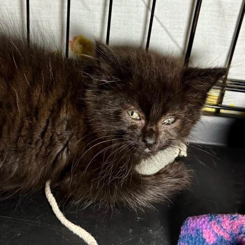 A baby medium-sized male Domestic Long Hair cat named Peanut for adoption in Saginaw, MI