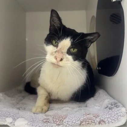 An adult medium-sized male Black & White / Tuxedo Domestic Short Hair cat named Tp for adoption in Phoenixville, PA