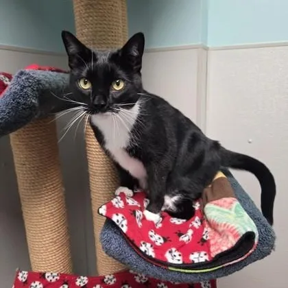 An adult medium-sized female Domestic Short Hair cat named Hoot for adoption in Worcester, MA