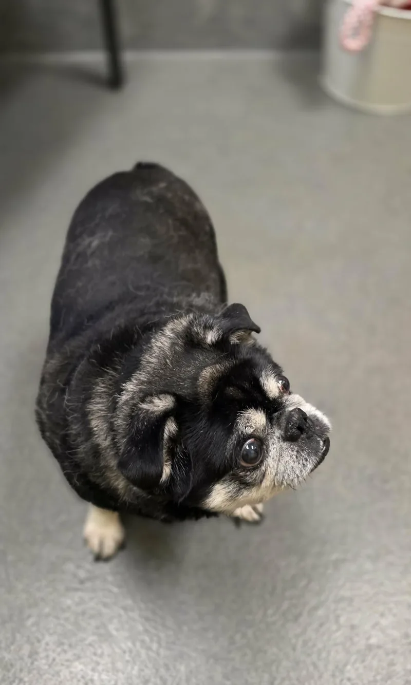 A senior small-sized male Black Pug dog named Johnny for adoption in Amherst, VA
