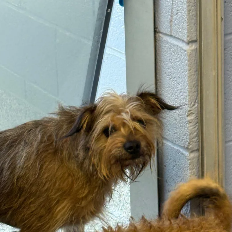 An adult small-sized male Brown / Chocolate Terrier dog named Charlie Brown for adoption in Madisonville, TN