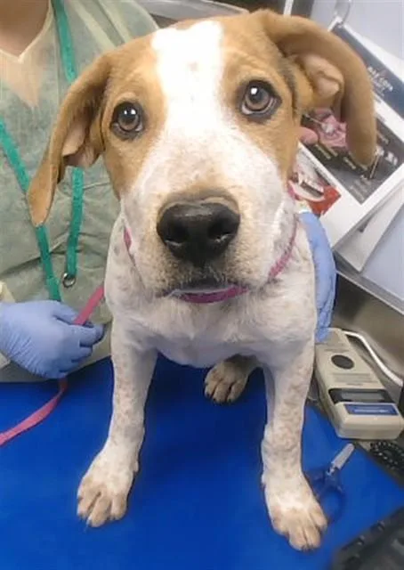 A baby large-sized female Foxhound dog named Baby Ruth for adoption in Phoenix, AZ