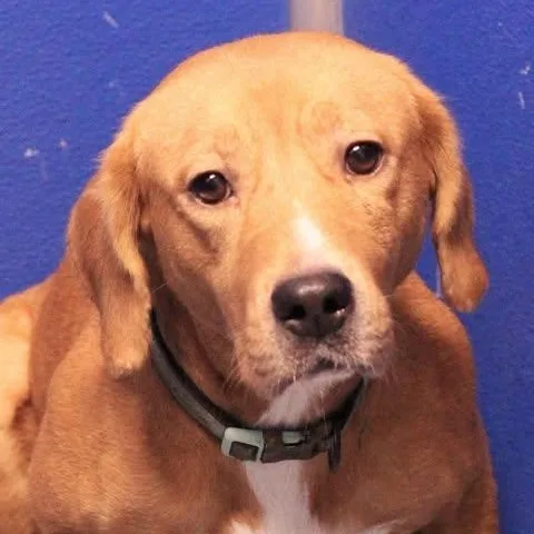 An adult medium-sized female Labrador Retriever dog named Goldie for adoption in Fredericksburg, VA