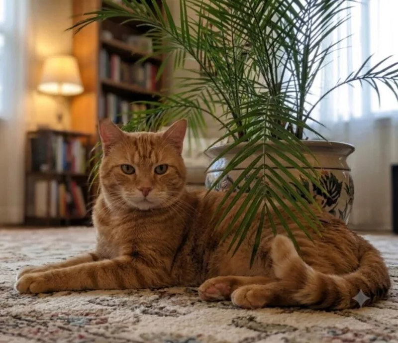 An adult large-sized male Tabby (Orange / Red) Bengal cat named Bailey for adoption in Oceanside, CA
