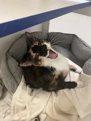 An adult medium-sized female Domestic Short Hair cat named Push Pop for adoption in Vero Beach, FL