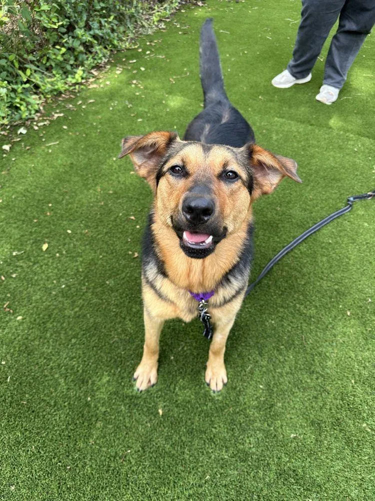 An adult large-sized female Black Mixed Breed dog named Milan for adoption in Alexandria, VA