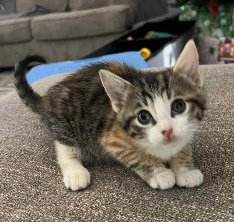 Juliette thumbnail 2