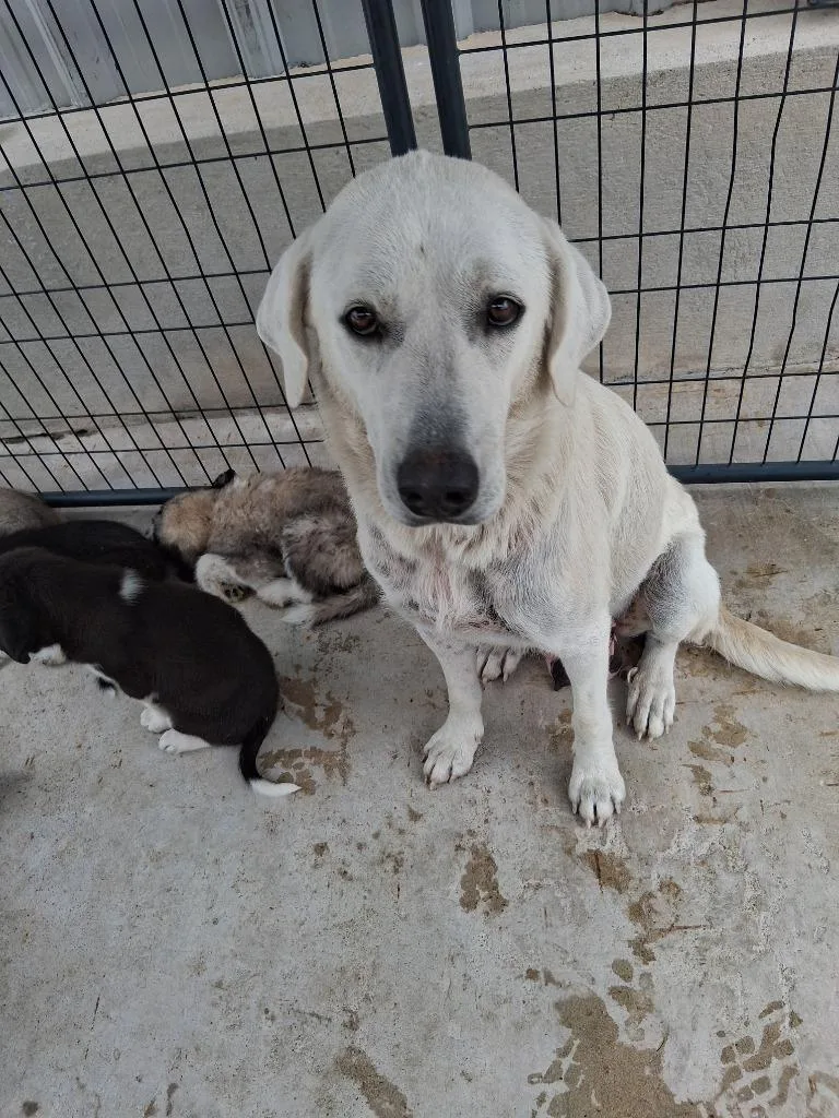 A young large-sized female Anatolian Shepherd dog named Ama for adoption in Brownwood, TX